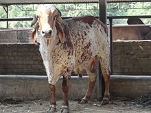 a red-mottled white bull with very long drooping ears