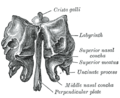 Ethmoid bone (view from behind).