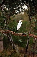 Great Egret