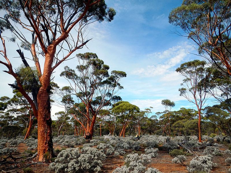 File:Great Western Woodlands.jpg