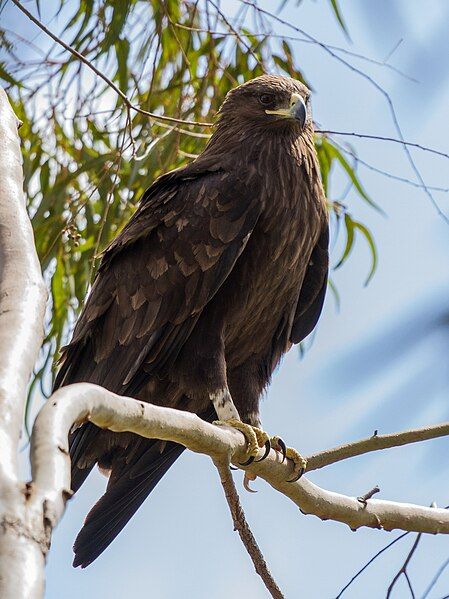 File:Greater spotted eagle.jpg