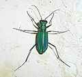 Cicindela