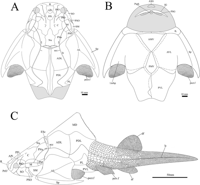 File:Groenlandaspis howittensis reconstruction.png