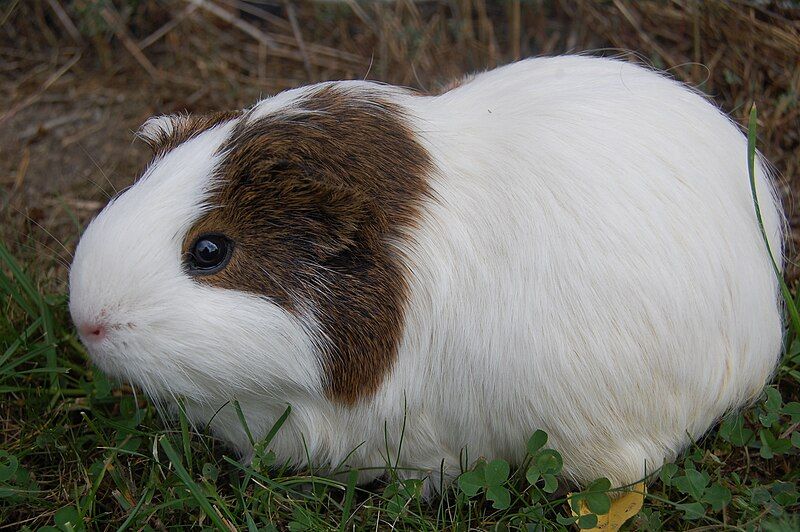 File:Guinea pig Lucas.JPG