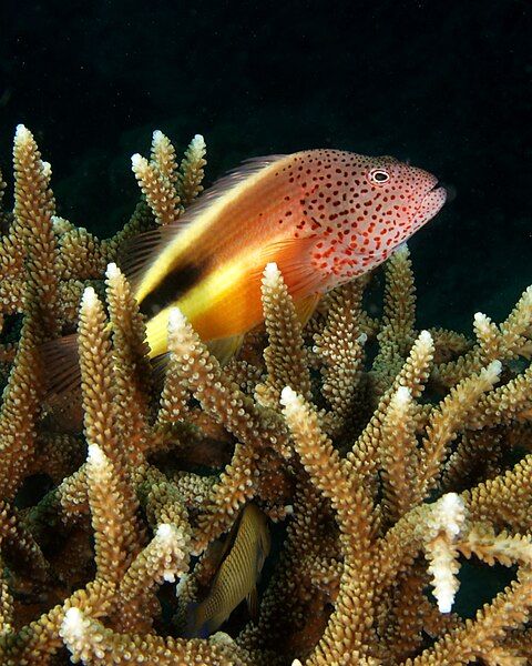 File:Hawkfish.jpg