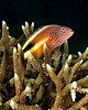 Hawkfish resting on Acropora grandis