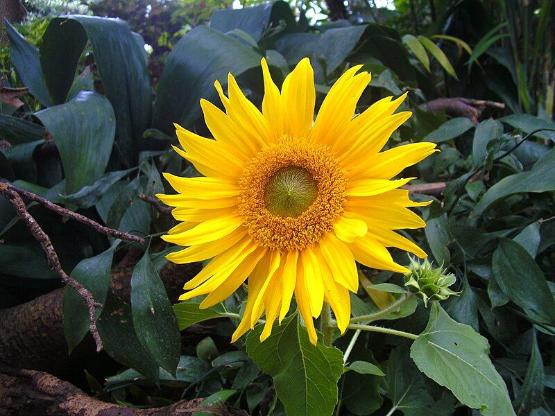 File:Helianthus annuus (Wien).jpg