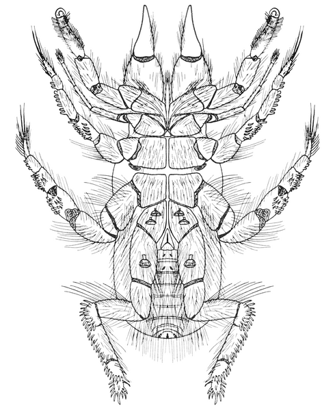 File:Hexisopus fodiens ventral.png