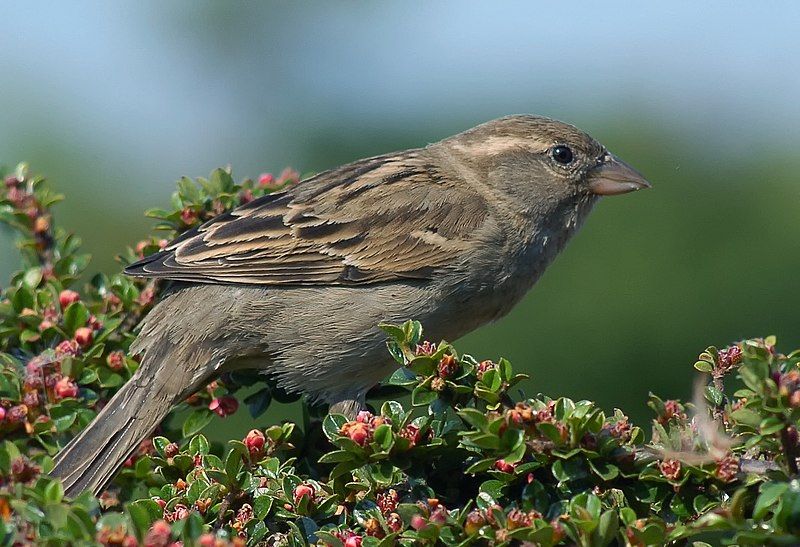 File:House Sparrow.jpg