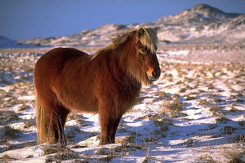 File:IcelandicHorseInWinter.jpg