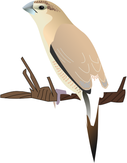 File:Indian Silverbill.svg