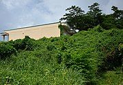 Invasive ivy gourd on the island of Saipan, smothering native vegetation and climbing up buildings