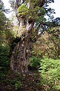 Jōmon Sugi in Yaku Island