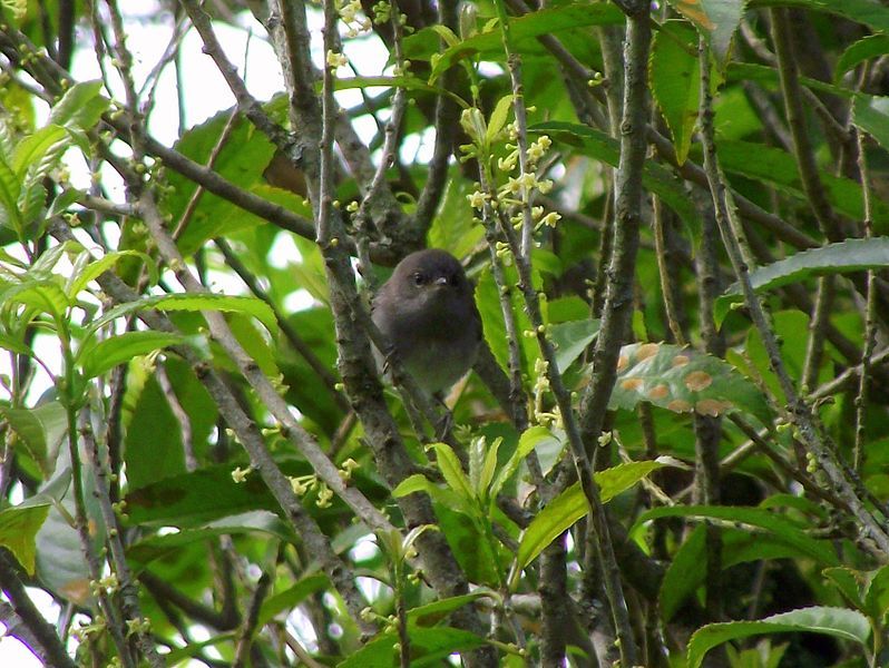 File:Juvenile Grey Warbler.JPG