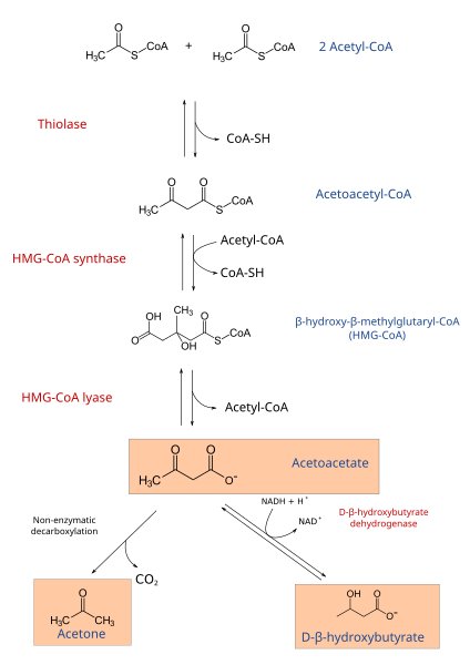 File:Ketogenesis.svg