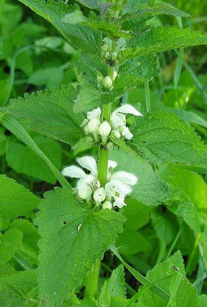 File:Lamium album (1).JPG