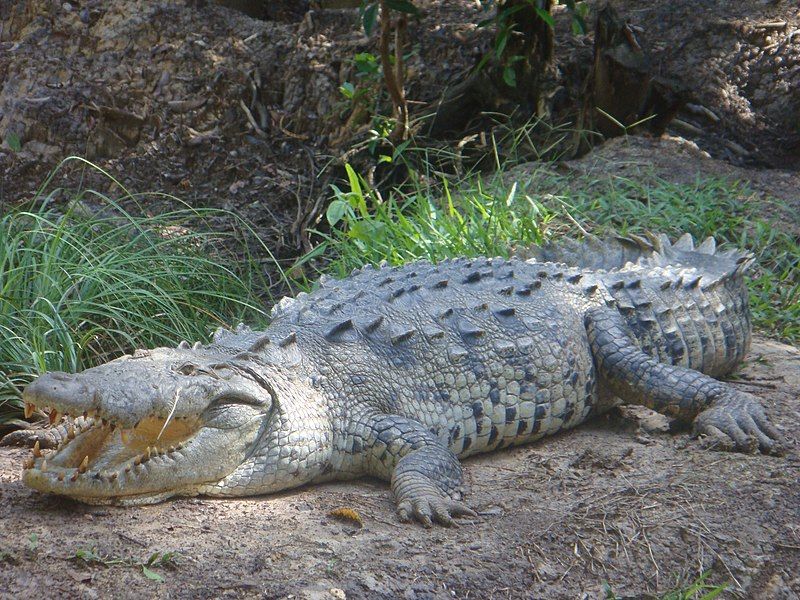 File:Large american crocodile.jpg