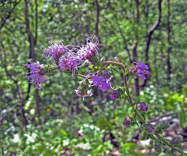 File:Liatris squarrulosa.jpg