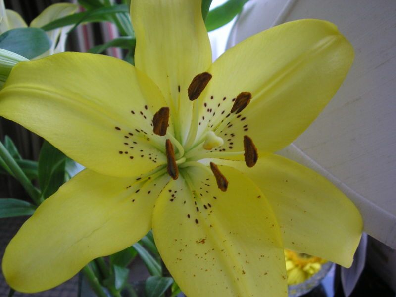 File:Lilium canadense.JPG