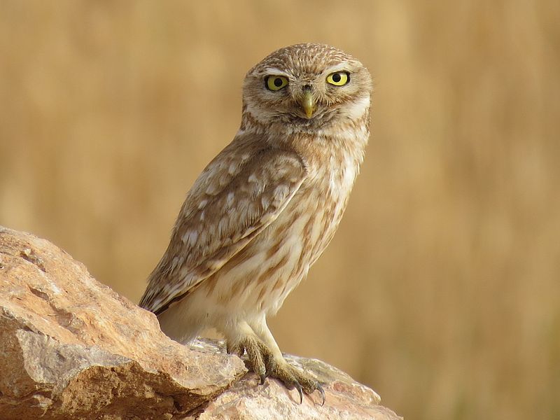 File:Little Owl.JPG