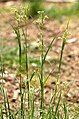 White wood-rush.