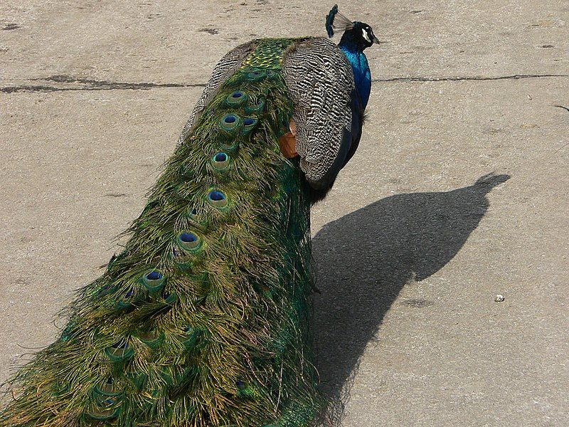 File:MP-Pavo cristatus 28.jpg