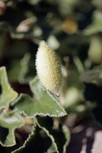 File:Mature squirting cucumber.jpg