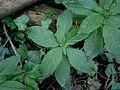 Mercurialis perennis