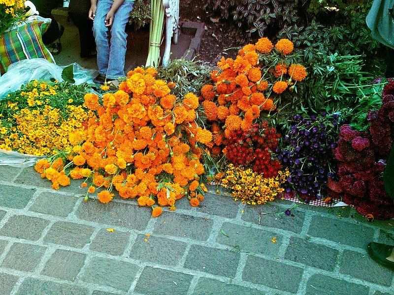 File:Mexican marigold.JPG