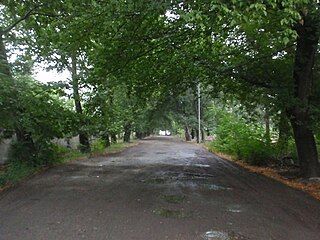 Forested road in Mincivan