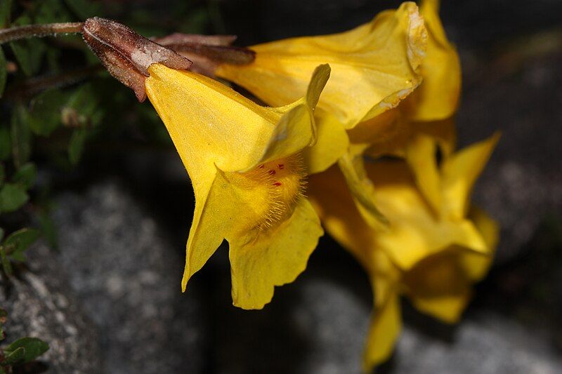 File:Mimulus tilingii 8448.JPG