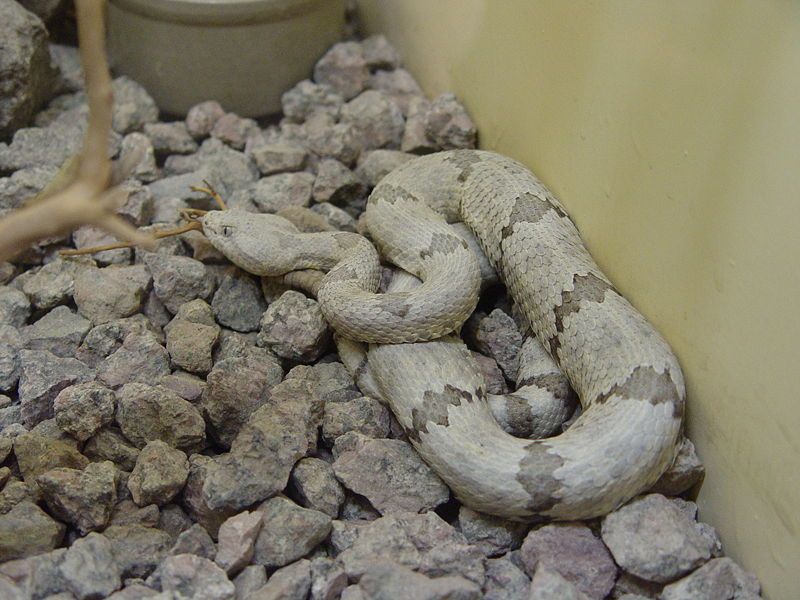 File:Mottled Rock Rattlesnake.JPG