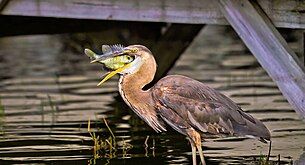 Eating a large sunfish