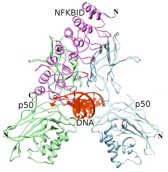 File:NFKBID interaction.tiff