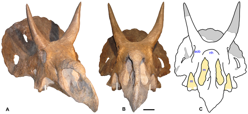 File:Nedoceratops.png