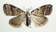 Mounted specimen