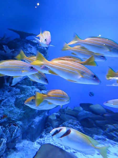 File:Oga Aquarium 37.jpg