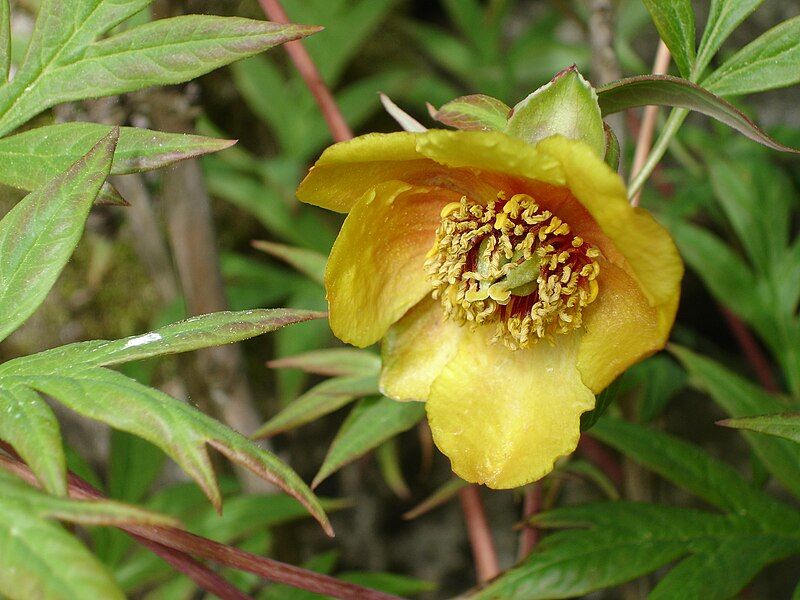 File:Paeonia delavayi1b.UME.jpg