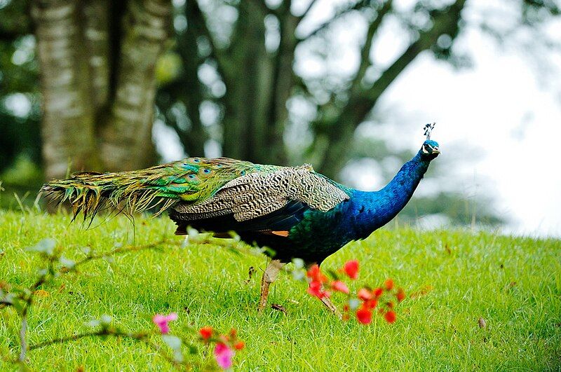 File:Peacock, Nyeri.jpg