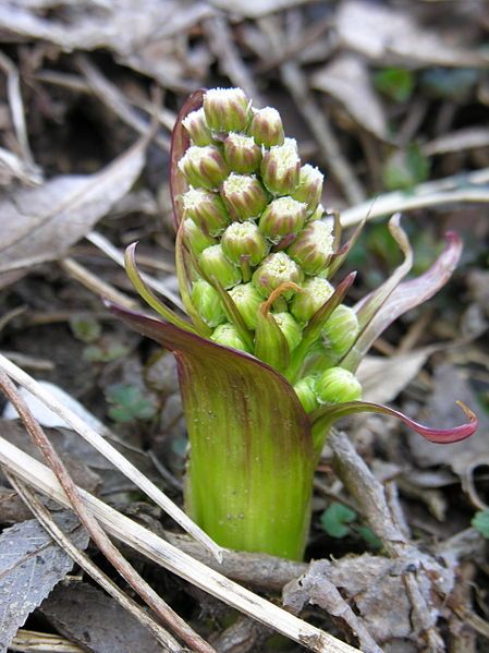 File:Petasites spurius.JPG