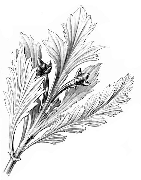 File:Phyllocladus aspleniifolius Haeckel.jpg