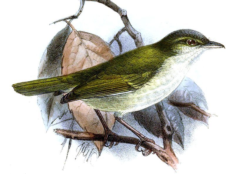 File:Phylloscopus olivaceus Keulemans.jpg