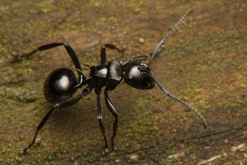 File:Polyrhachis clio.jpg