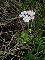 Primula farinosa