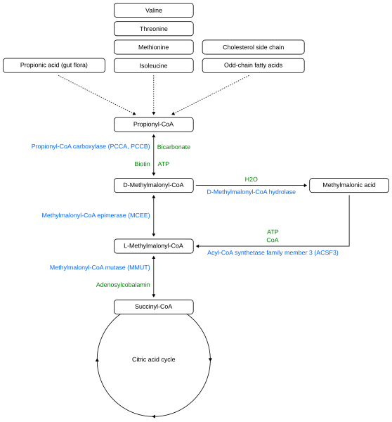 File:Propionate pathway.svg