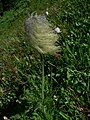 The persistent achenes and foliage are distinguishing features.