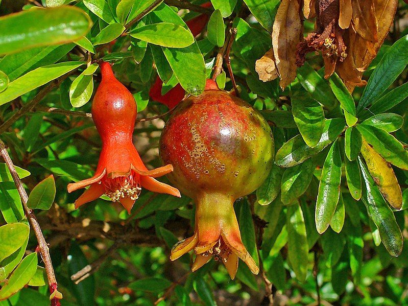 File:Punica granatum 004.JPG