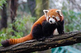 Red Panda (24986761703)