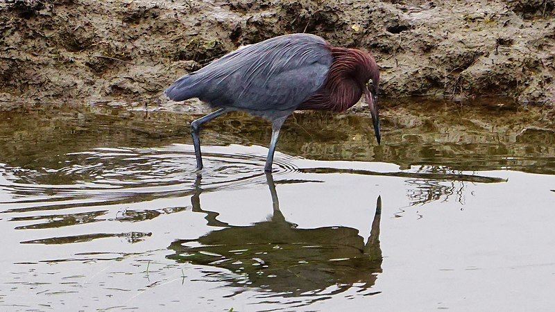 File:Reddish Egret 3865.jpg