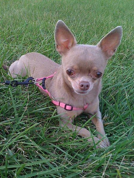 File:RileyChihuahua.jpg